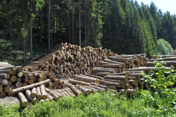 Fallna Trädstammar Skogsstig Nära Schwarzwald Baden Wrttemberg Tyskland Europa — Stockfoto
