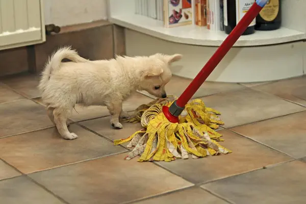 Woman Cleaning Kitchen Mop Chihuahua Puppy Weeks Old Playfully Biting — Stock Photo, Image