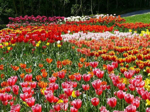 Schöne Tulpenblüte Sommergarten — Stockfoto