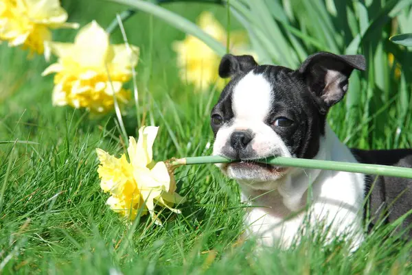 ボストンテリアの子犬とダフディールの花 — ストック写真