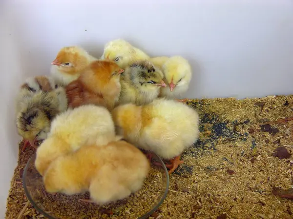 Beautiful little chicks on farm