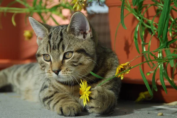 Młody Kotek British Shorthair Tabby Bawiący Się Żółtym Kwiatem Kociak — Zdjęcie stockowe