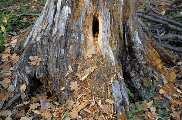 Starý Shnilý Strom Pařez Pozadí Přírody — Stock fotografie
