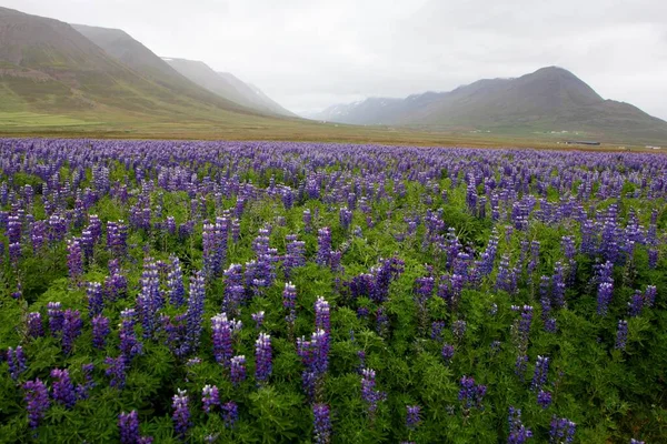 Blaue Lupinen Blumen Auf Natur Hintergrund — Stockfoto