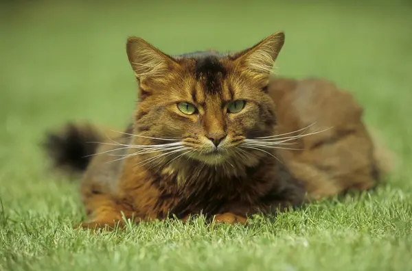 Niedliche Katze Liegt Auf Dem Gras Garten Nahsicht — Stockfoto