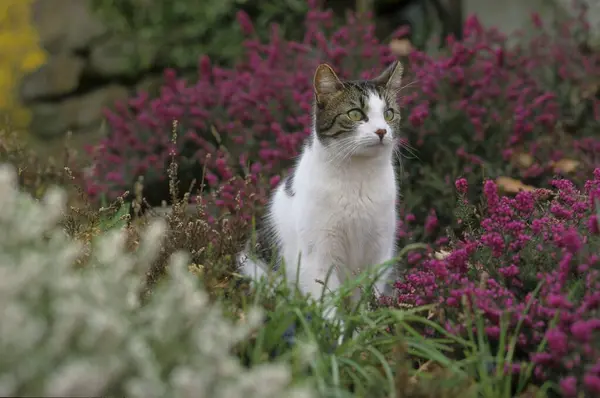 Hauskatze Sitzt Blühenden Garten — Stockfoto