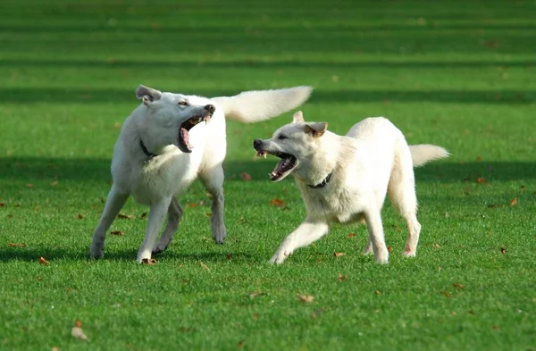 Dva Bílí Pastýři Samci Hrající Spolu Louce White Swiss Shepherd — Stock fotografie