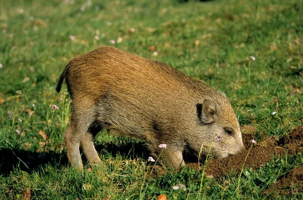 Fresh Boar Wild Boar Sus Scrofa — Stock Photo, Image