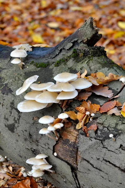 Fungus Tree Trunk Forest Porcelain Fungus Oudemansiella Mucida — Stock Photo, Image