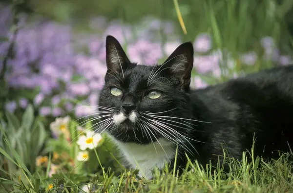 Domácí Kočka Sedí Kvetoucí Zahradě — Stock fotografie