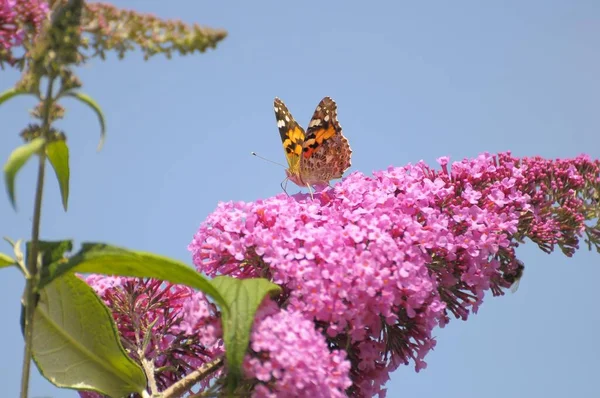 Butterfly bush, summer lilac, butterfly bush or lilac spear painted lady (Vanessa cardui)