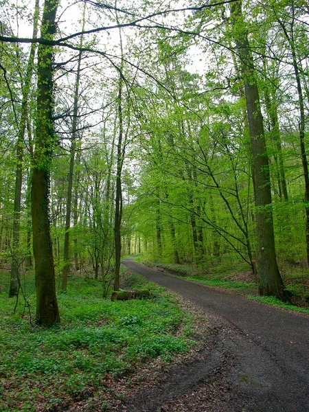 Caminho Florestal Verão Fundo Natureza — Fotografia de Stock