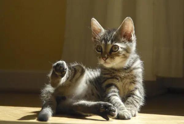 Young Domestic Kitten Tabby Stretching Ray Sunshine Non Pedigree Wildcat — Stock Photo, Image