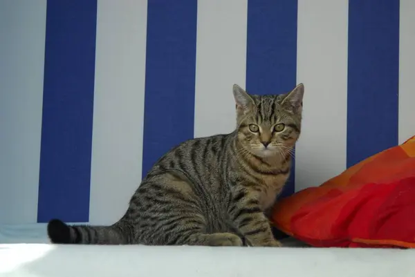 Młody Kotek British Shorthair Tabby Siedzący Przed Niebiesko Białym Tłem — Zdjęcie stockowe