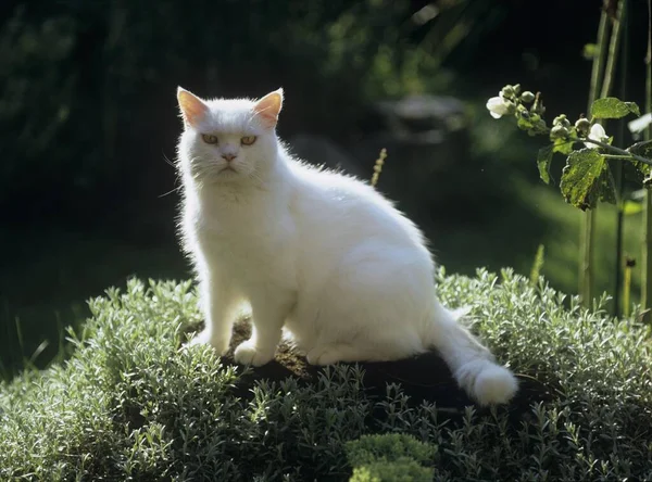 Brytyjski Krótkowzroczny Kot Zewnątrz — Zdjęcie stockowe