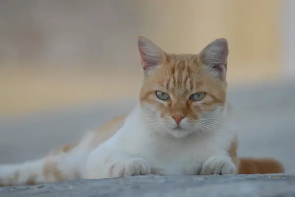Yerde Yatan Kedi Nin Yakın Portresi — Stok fotoğraf