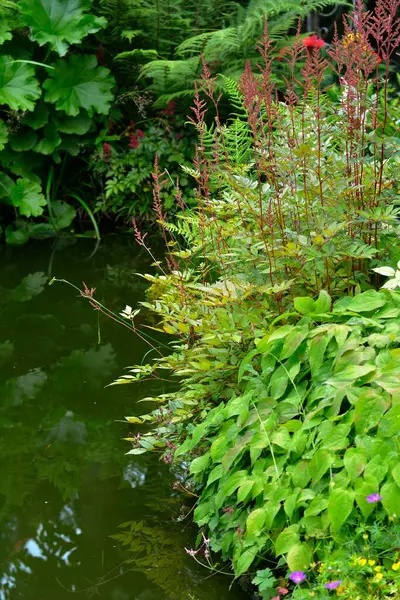 Garden pond with various pond edge plants