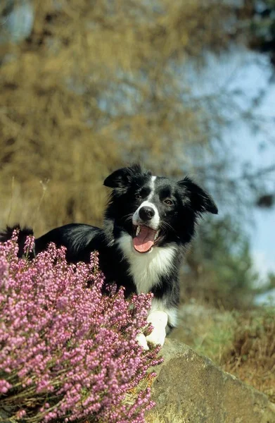 Beautiful Border Collie Dog Nature Background — Stock Photo, Image