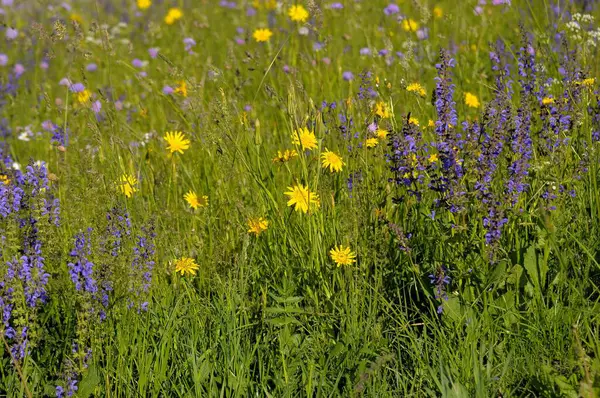 Bunte Blumen Auf Der Wiese — Stockfoto