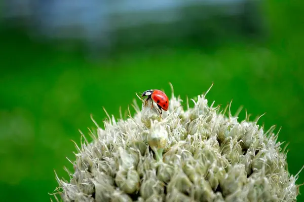 Ladybird on onion flower, asian lady beetle (Harmonia axyridis) Onion, onion (allium), bulb, kitchen onion (Allium cepa), garden onion, summer onion, house onion, common onion