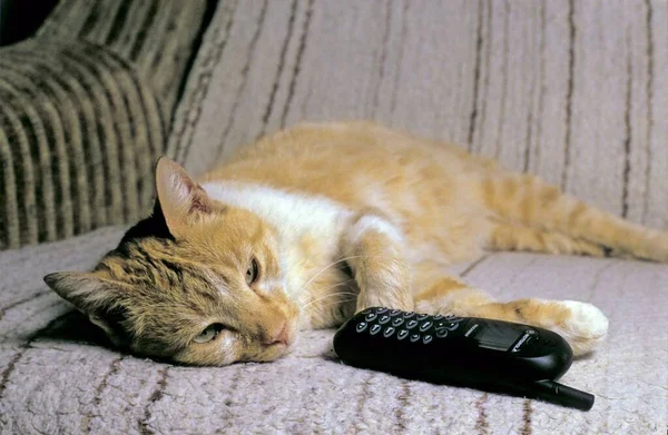 Domestic Cat Playing Phone Home — Stock Photo, Image
