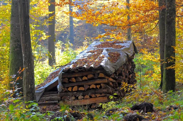 Bunte Tresse Herbst Schöner Herbstwald — Stockfoto
