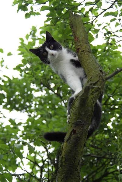Černá Bílá Kočka Sedí Stromě — Stock fotografie