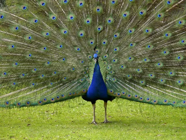 Peacock Fait Roue Gros Plan Vue — Photo