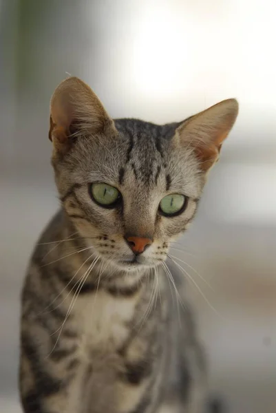 Kediler Sokakta Yakın Çekim Manzaralı — Stok fotoğraf