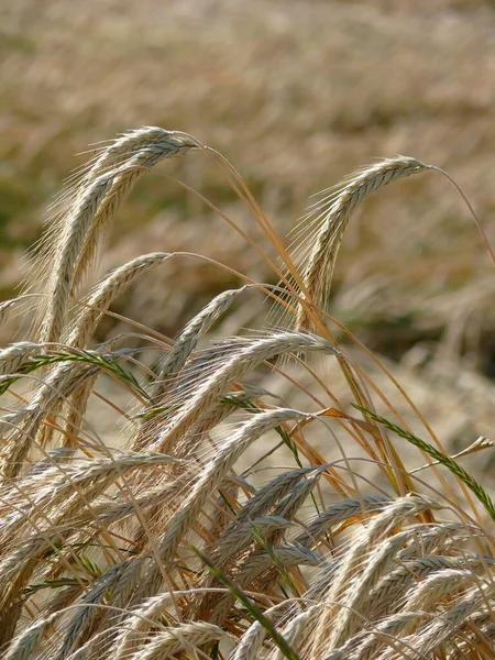 Пшеничные Уши Ржаной Хлеб Поле Вид Днем — стоковое фото