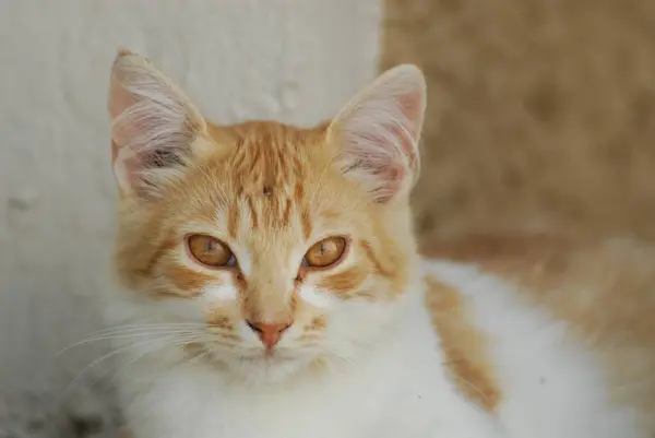 Genç Evcil Kedi Yakın Görüş — Stok fotoğraf
