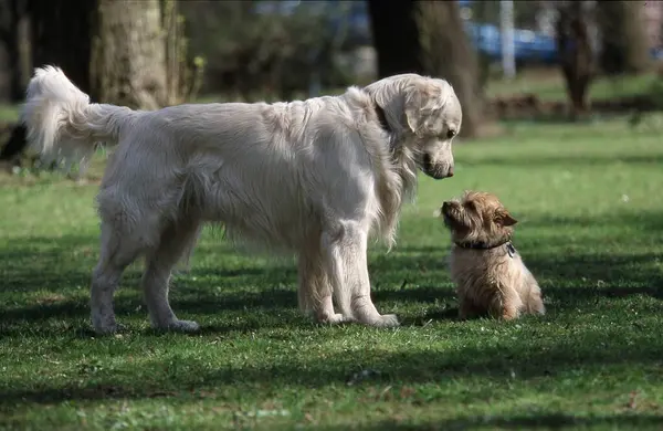 Golden Retriver Norwich Terrier — Fotografia de Stock