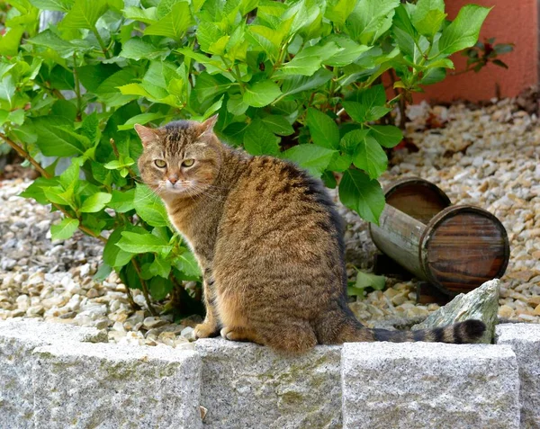 Puszysty Kot Siedzi Kamieniu Zewnątrz — Zdjęcie stockowe