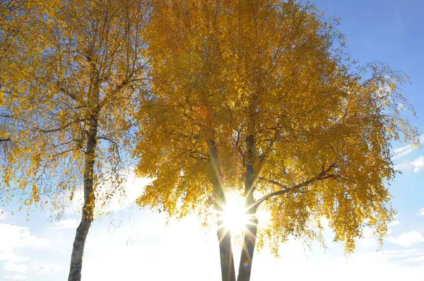Bříza Podzimní Barvě Slunce Paprsky Proti Světlu — Stock fotografie