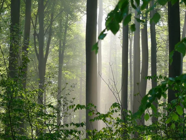 Laubwald Frühling Nebel Wald Sonnenstrahlen Wald — Stockfoto