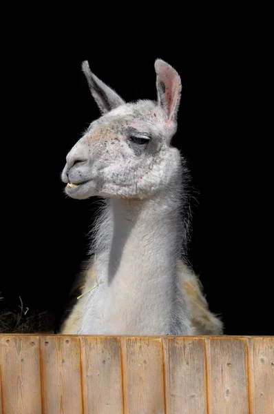 Zoológico Pforzheim Llama Establo — Foto de Stock
