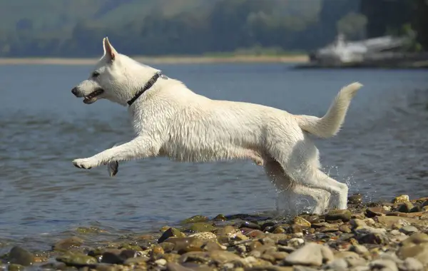 White shepherd dog jumps into the water