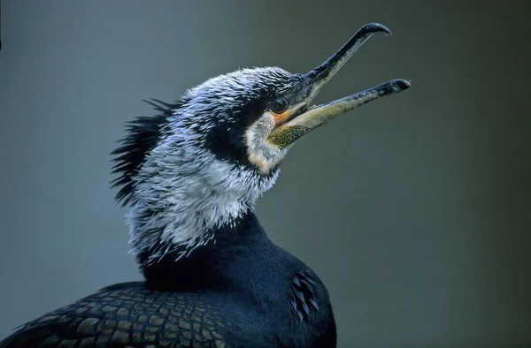 Kormorany Phalacrocorax Carbo Upierzeniu Lęgowym — Zdjęcie stockowe