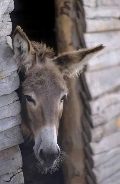 Donkey Wild Nature Daytime Shot — Stock Photo, Image