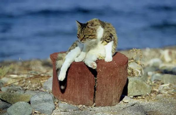 Młody Kotek Siedzący Dryfującym Drewnie Nad Morzem — Zdjęcie stockowe