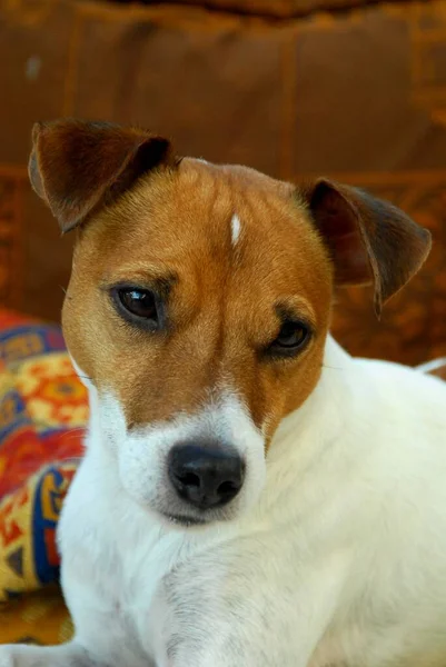 Jack Russell Terrier Hombre Blanco Marrón Con Revestimiento Liso Retrato — Foto de Stock