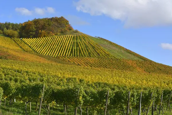 Kleurrijke Wijngaarden Herfst Stromberg Regio Wrttemberg Gndelbach Duitsland Europa — Stockfoto
