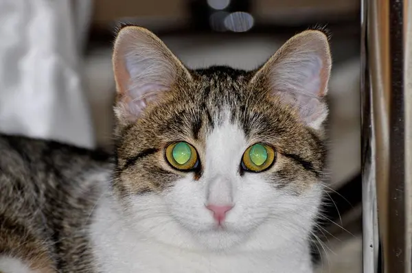 緑色の目を持つ若い国内猫 クローズアップビュー — ストック写真