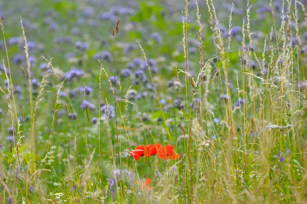 Poppy Flowers Papaver Rhoeas Flowering Meadow Camomile Wildflower Corn Poppy — Stock Photo, Image