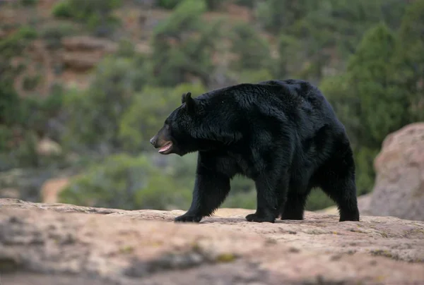 American Black Bear Ursus Americanus American Black Bear Adult Utah — Stock Photo, Image