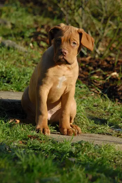Jonge Bordeaux Mastiff Puppy Mannetje Zittend Een Tuin Fci Standard — Stockfoto