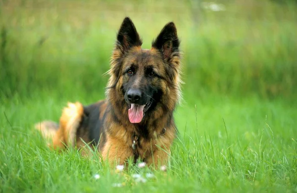 Alter Deutscher Langhaar Schäferhund Auf Gras Park — Stockfoto