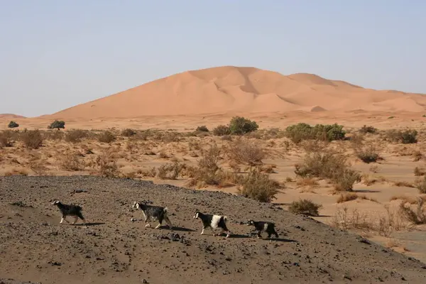 Grupo Cabras Paseando Frente Las Dunas Arena Erg Chebbi Marruecos —  Fotos de Stock