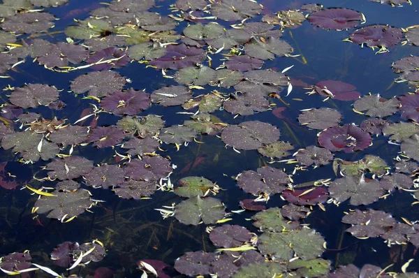 Lagoa Jardim Com Almofadas Lily — Fotografia de Stock