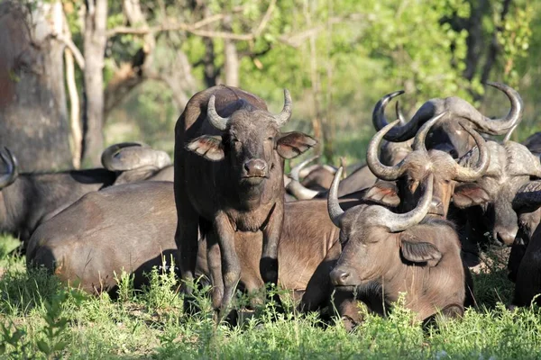 African buffalo (Syncerus caffer), Kruger National Park, South Africa, group, herd, resting African Buffalo, Kruger National Park, South Africa African Buffalo, South Africa, group, Africa